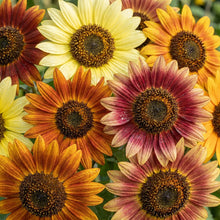 Sunflower Seed Mix For Planting