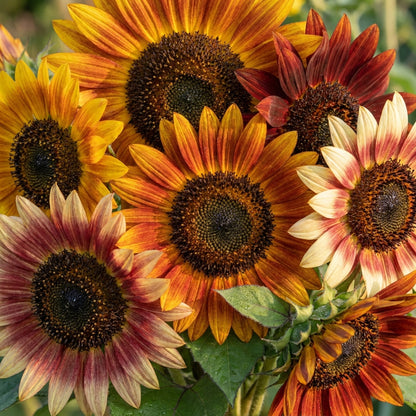 Sunflower Seed Mix For Planting