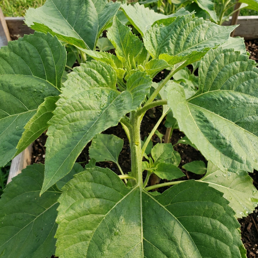 Sunflower Seed Mix For Planting