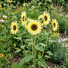Sunflower Lemon Striker Seeds – Golden Seasonal Blooms