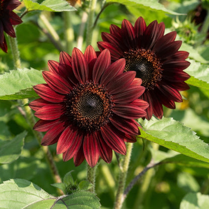 Moulin Rouge Sunflower Seeds - Red Sunflower Seeds for Garden