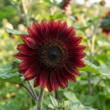 Moulin Rouge Sunflower Seeds - Red Sunflower Seeds for Garden