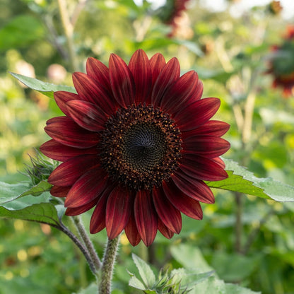Moulin Rouge Sunflower Seeds - Red Sunflower Seeds for Garden