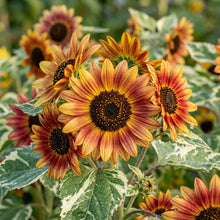 Multicolor Dwarf Variegated Sunflower Seeds For Planting