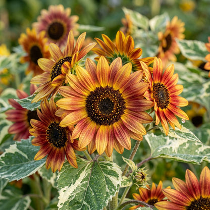 Multicolor Dwarf Variegated Sunflower Seeds For Planting