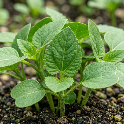 Miniature Sunflower Seeds – Compact Golden Blooms