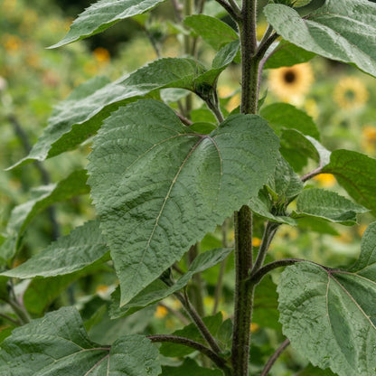 Sunflower 'Moulin Rouge' Seeds for Planting