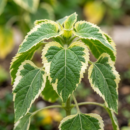 Multicolor Dwarf Variegated Sunflower Seeds For Planting
