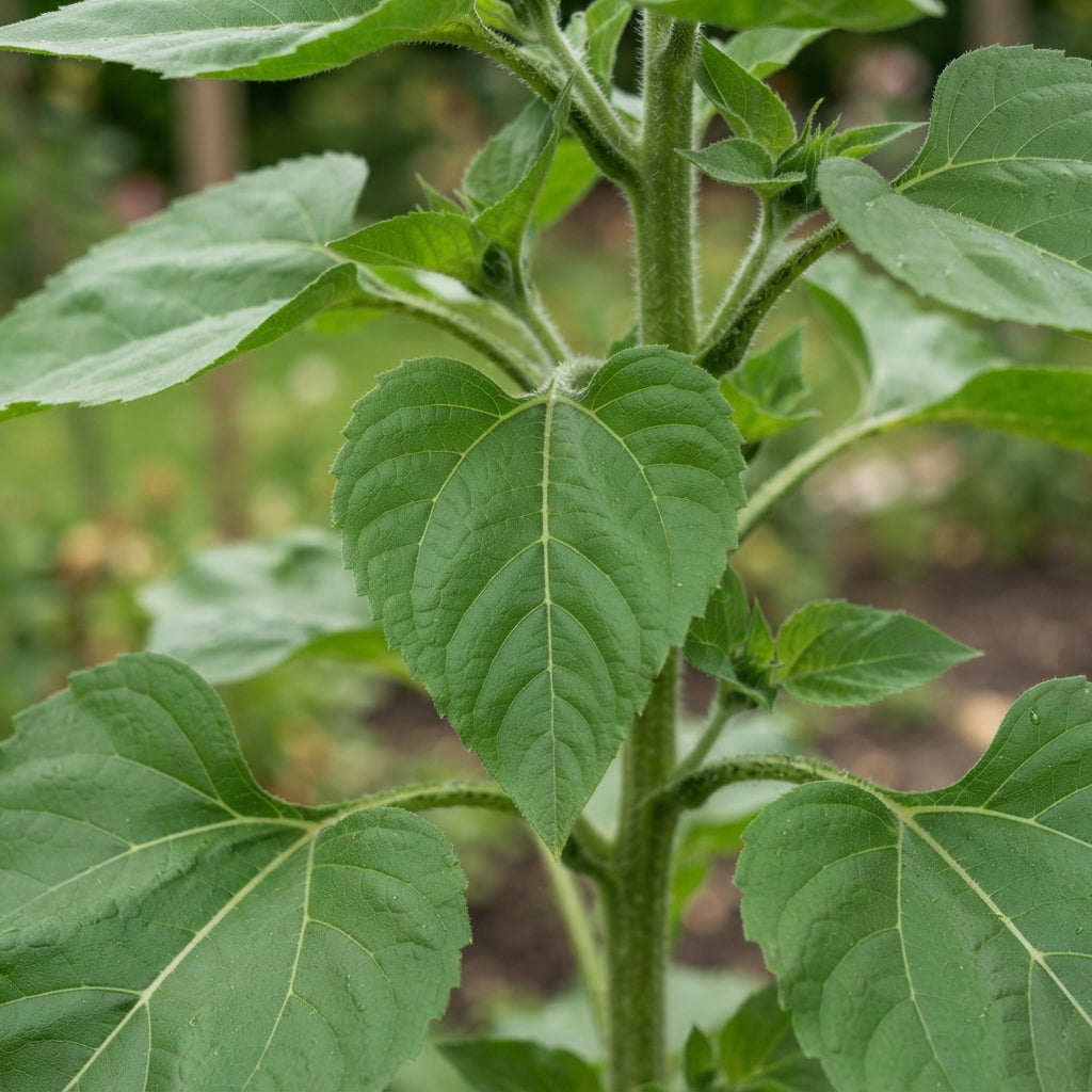 Common Sunflower Helianthus annuus Seeds - Sunflower Seeds for Garden