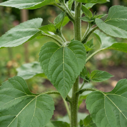 Common Sunflower Helianthus annuus Seeds - Sunflower Seeds for Garden