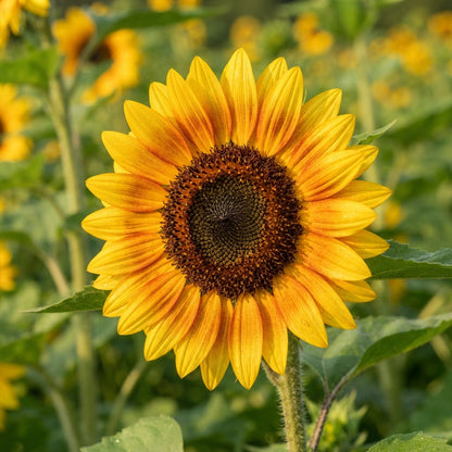 Common Sunflower Helianthus annuus Seeds - Sunflower Seeds for Garden