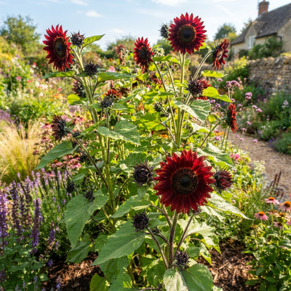 Sunflower Ruby Passion Seeds - Red Sunflower Seeds for Garden