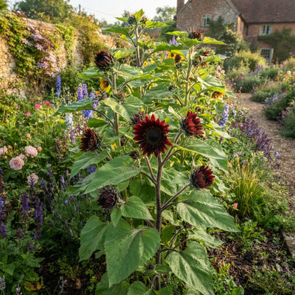 Sunflower 'Moulin Rouge' Seeds for Planting