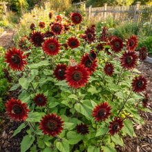 Sunflower Ruby Passion Seeds - Red Sunflower Seeds for Garden