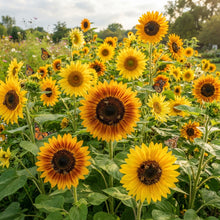 Common Sunflower Helianthus annuus Seeds - Sunflower Seeds for Garden