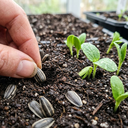 Mahogany Sunflower Seeds For Planting