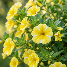 Superbells Lemon Slice Calibrachoa Seeds For Planting