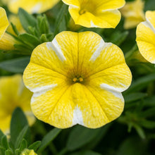 Superbells Lemon Slice Calibrachoa Seeds For Planting