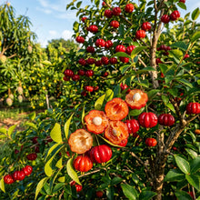 Surinam Cherry (Pitanga) Seeds for Planting