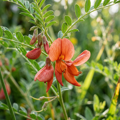 Sutherlandia frutescens Seeds for Planting