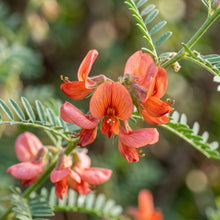 Sutherlandia frutescens Seeds for Planting