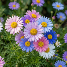 Swan River Daisy Mixed Flower Seeds For Planting