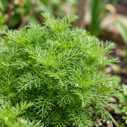 Swan River Daisy Mixed Flower Seeds For Planting