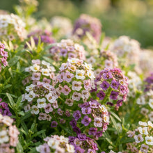 Sweet Alyssum Flower Seeds for Planting