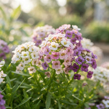 Sweet Alyssum Flower Seeds for Planting