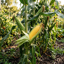 Sweet Corn Fiesta Seeds – High Yield Corn