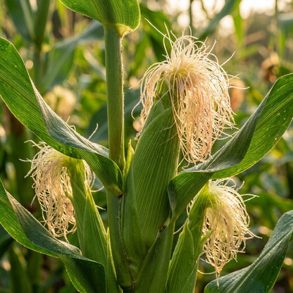 Sweet Corn Minipop Seeds – Mini Corn Variety