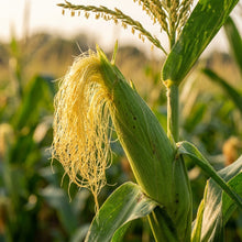 Sweet Corn Seeds – Home Garden Variety
