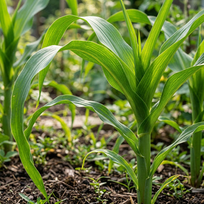 Sweet Corn Swift Seeds – Early Harvest Corn