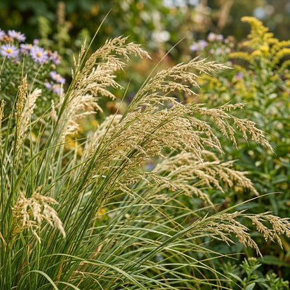 Sweet Grass Seeds for Planting