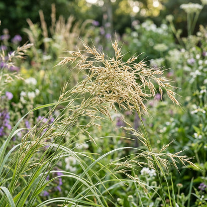 Sweet Grass Seeds for Planting