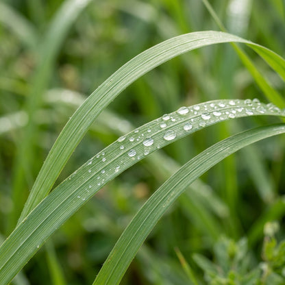 Sweet Grass Seeds for Planting