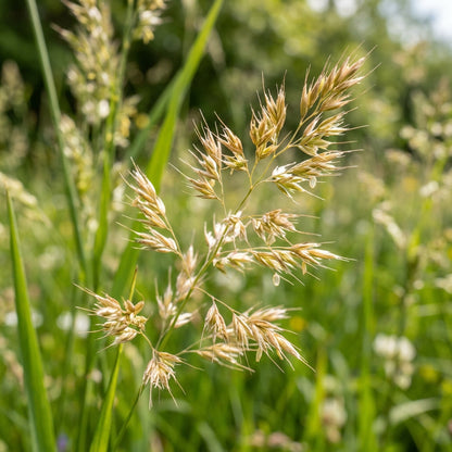 Sweet Grass Seeds for Planting