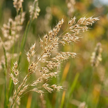 Sweet Grass Seeds for Planting