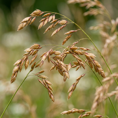 Sweet Grass Seeds for Planting