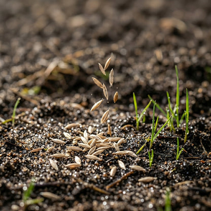 Sweet Grass Seeds for Planting