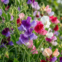 Sweet Pea Cupid Mixed Flower Seeds For Planting