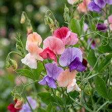 Sweet Pea Cupid Mixed Flower Seeds For Planting