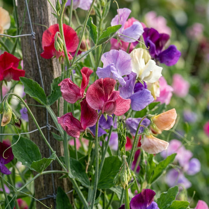 Sweet Pea Incense Mixed Flower Seeds For Planting