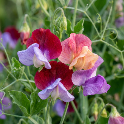 Sweet Pea Incense Mixed Flower Seeds For Planting