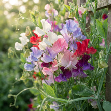 Sweet Pea Little Sweetheart Mix Flower Seeds for Garden Planting
