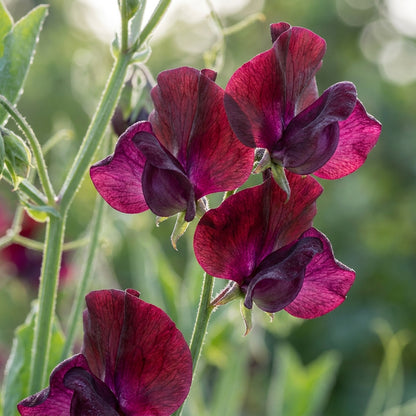 Sweet Pea Beaujolais Flower Seeds for Planting