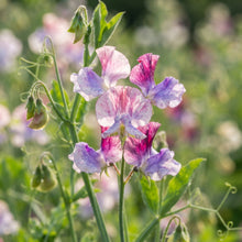 Sweet Pea Streamer Mix Seeds for Planting