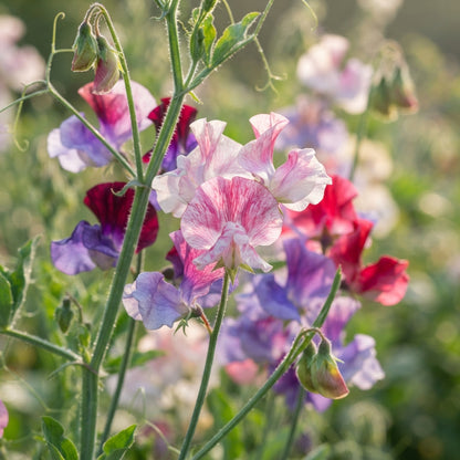 Sweet Pea Streamer Mix Seeds for Planting