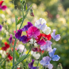 Lathyrus odoratus (Sweet Pea) Flower Seeds for Planting