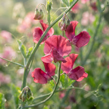 Sweet Pea Alan Roberts Flower Seeds for Planting